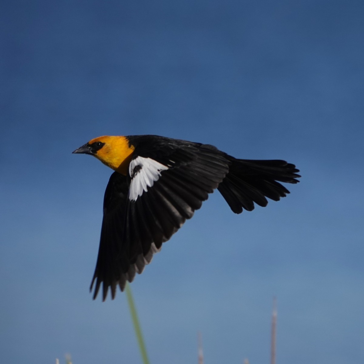Yellow-headed Blackbird - ML619529219