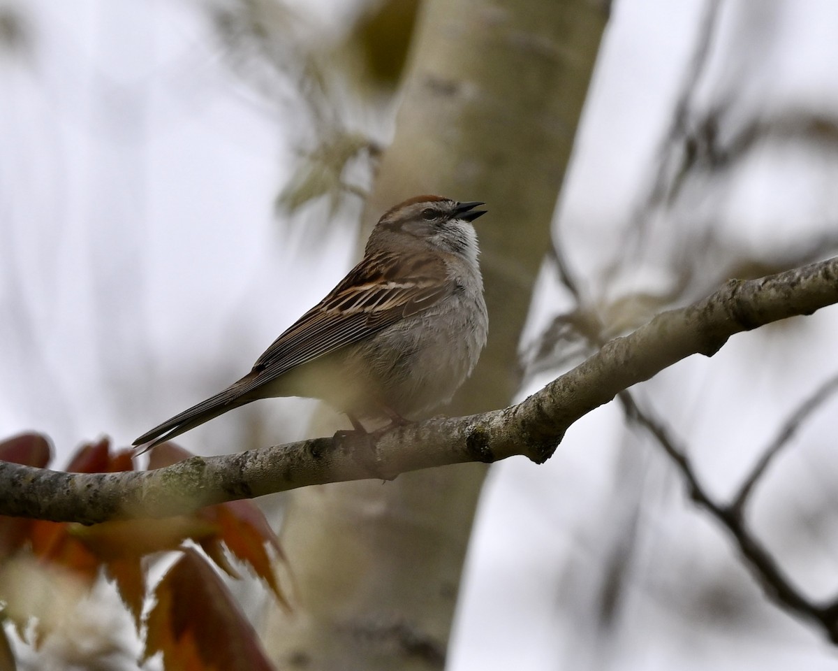 Chipping Sparrow - ML619529233