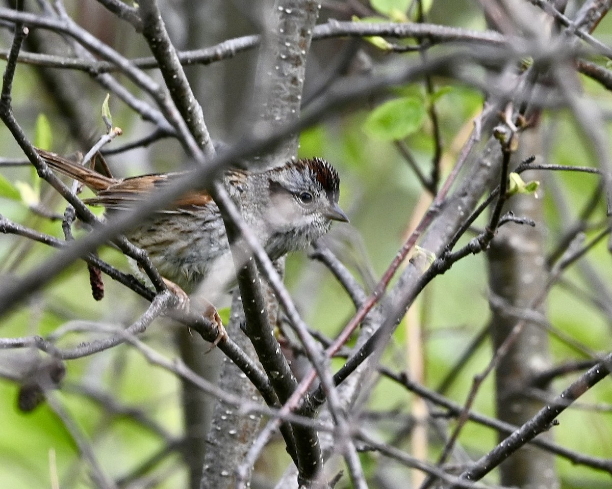 Swamp Sparrow - ML619529234