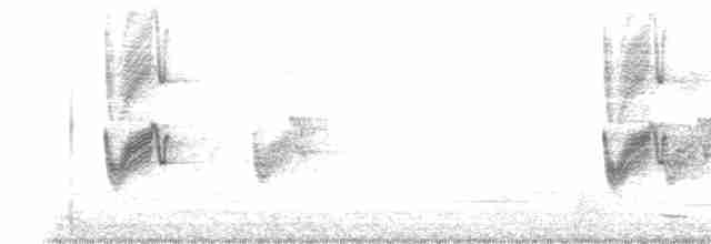 Savannennachtschwalbe - ML619529242
