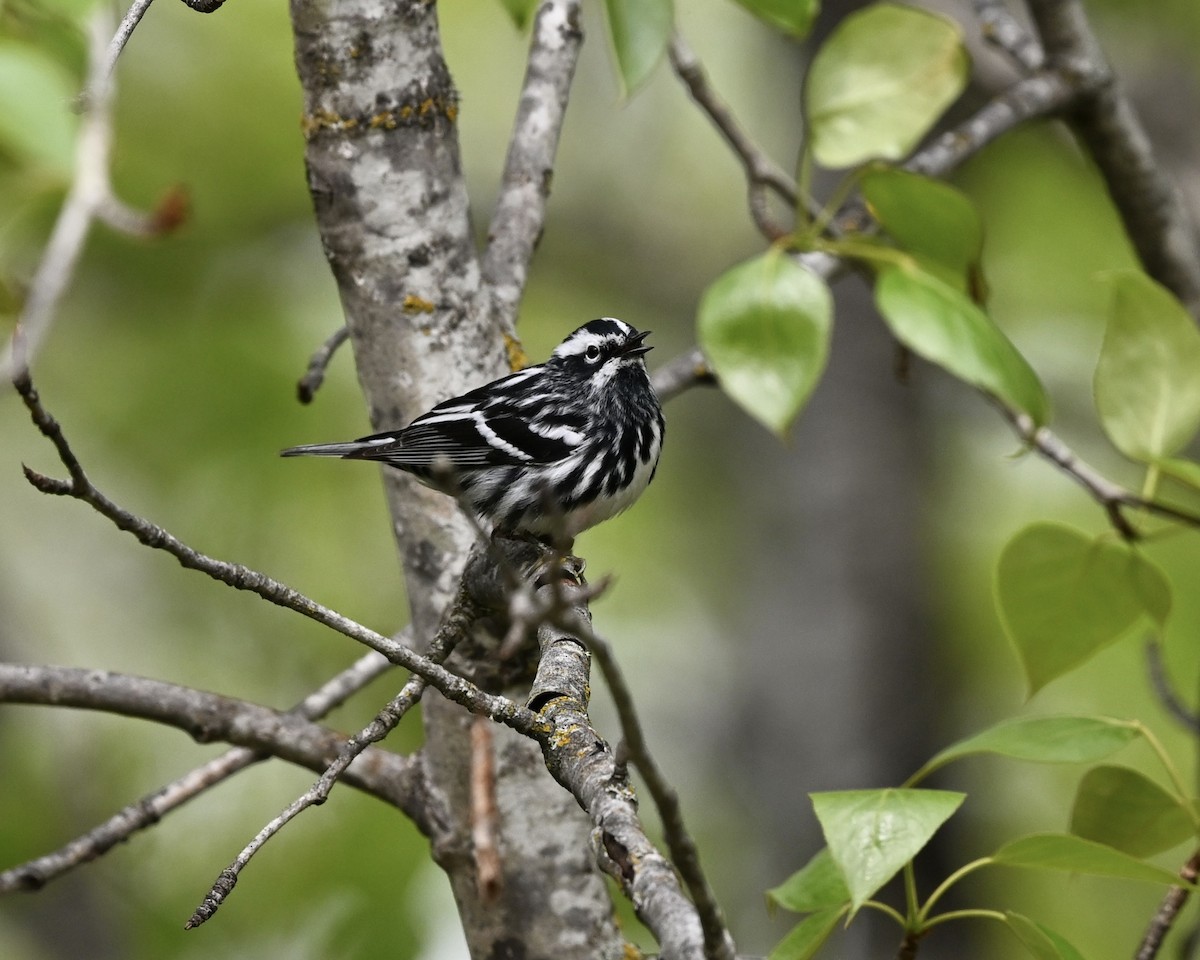 Black-and-white Warbler - ML619529250