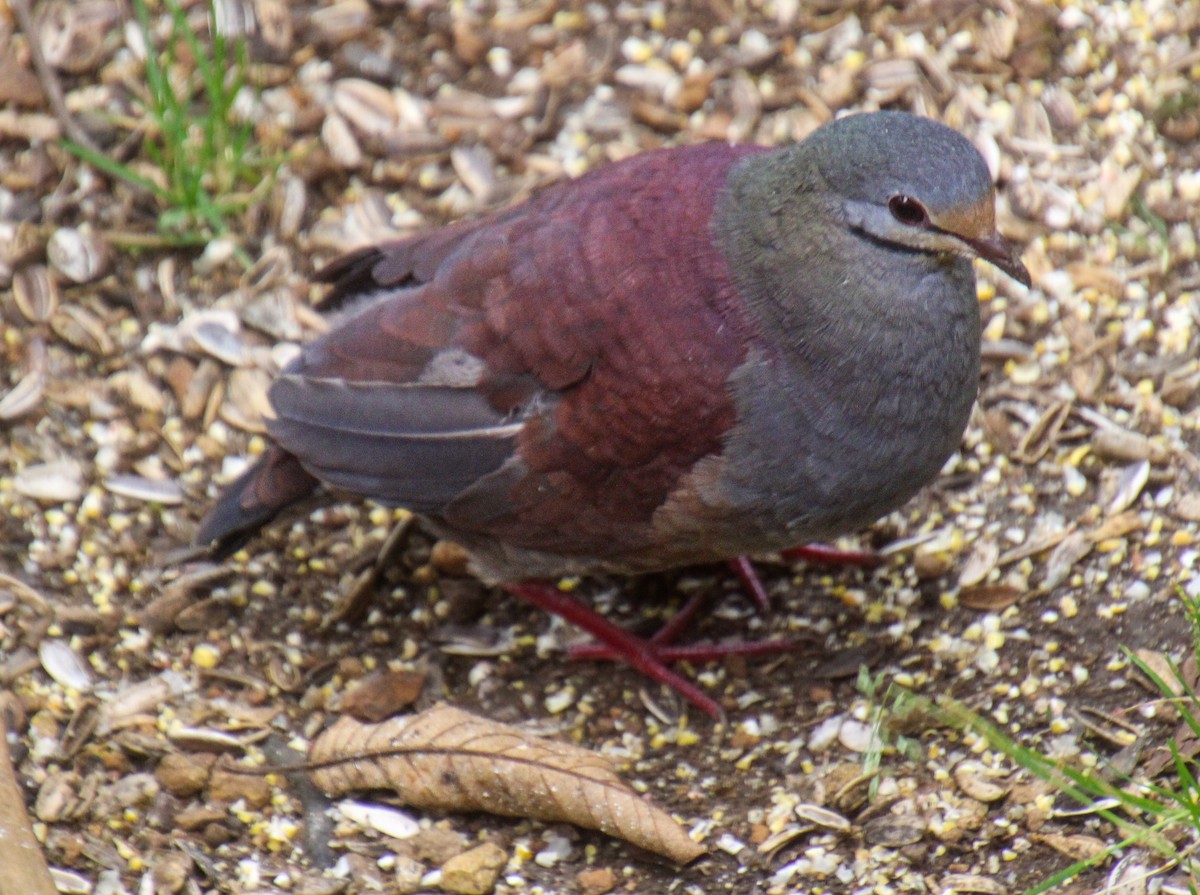 Buff-fronted Quail-Dove - ML619529266