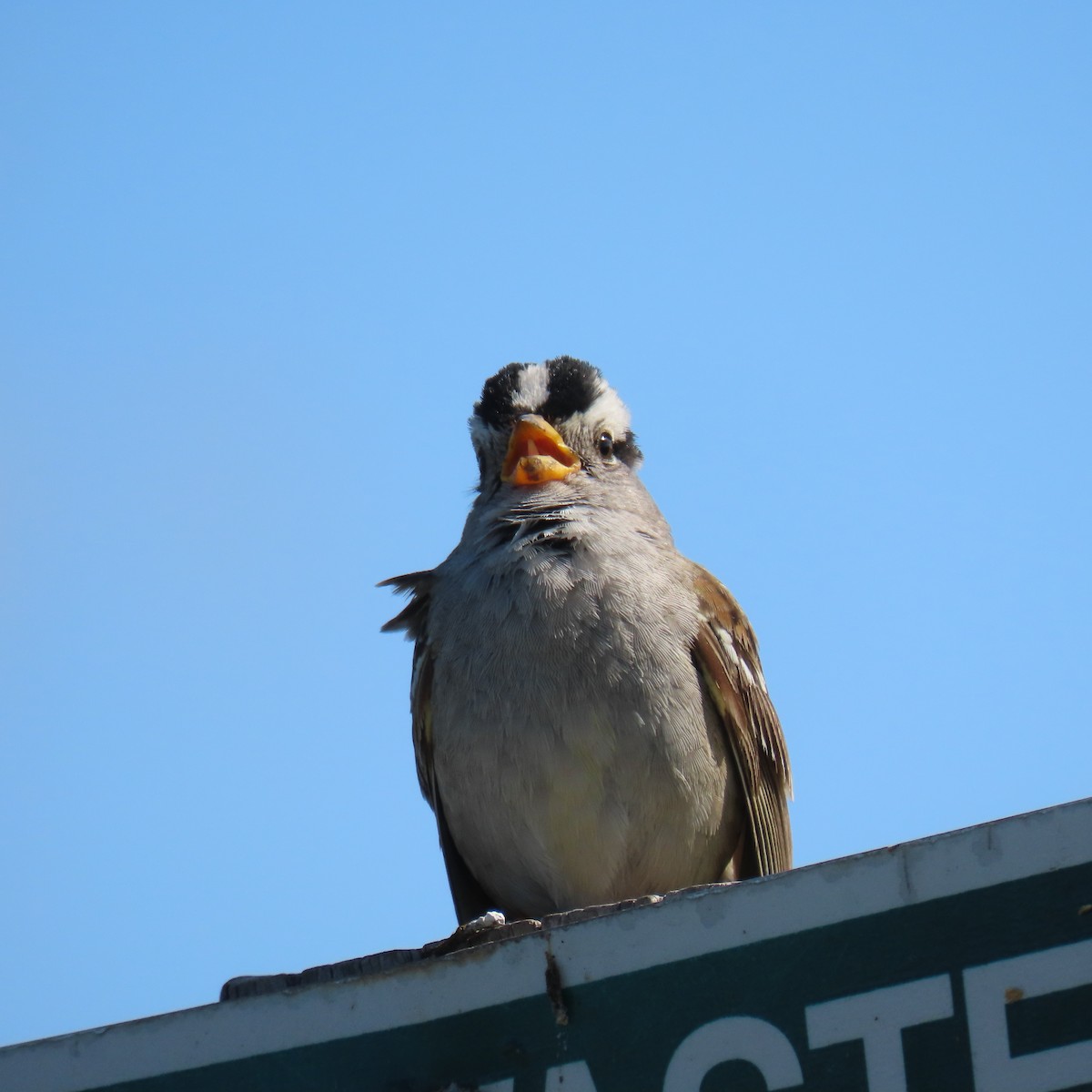 White-crowned Sparrow - ML619529273