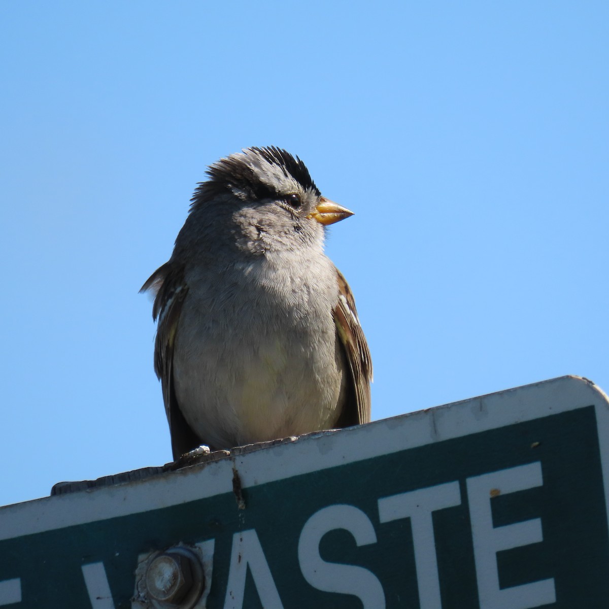 White-crowned Sparrow - ML619529282