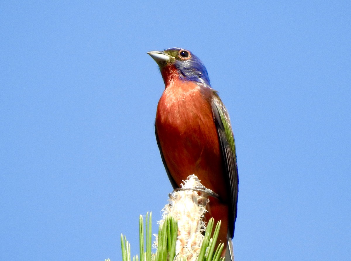 Painted Bunting - ML619529307