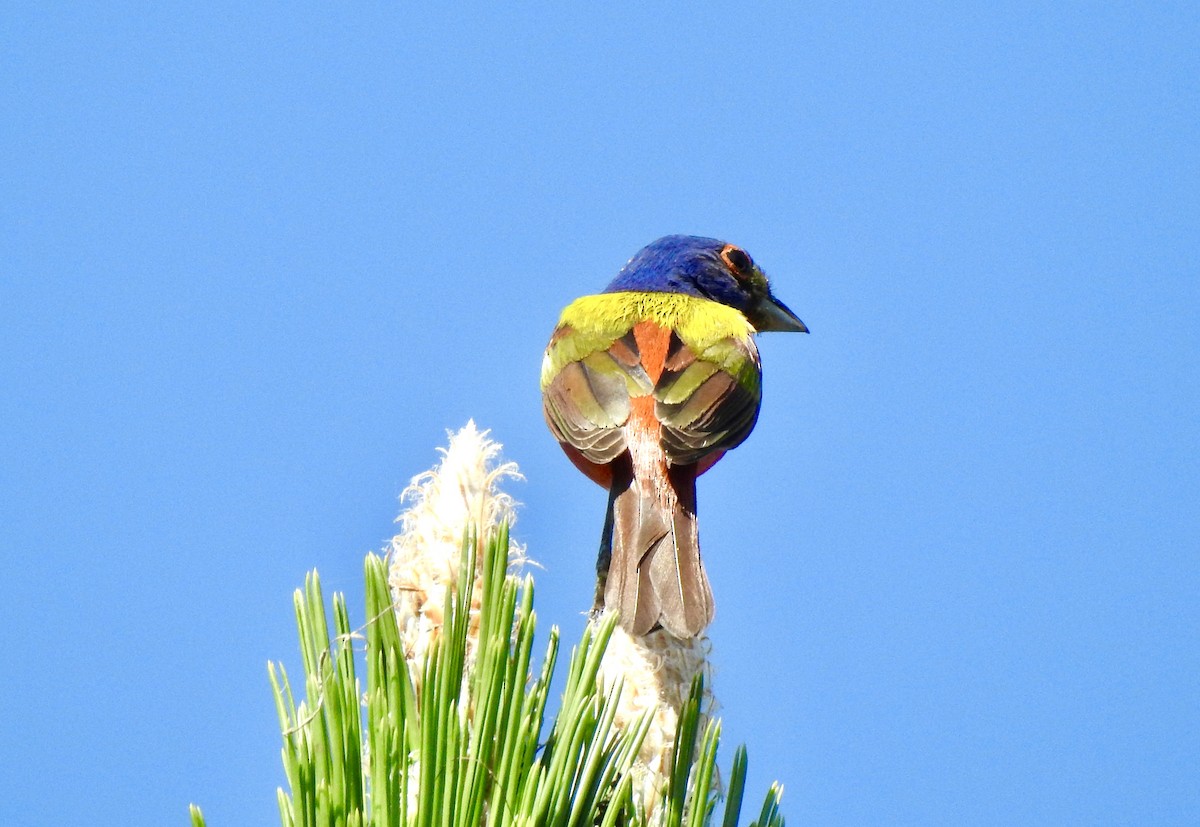 Painted Bunting - ML619529308