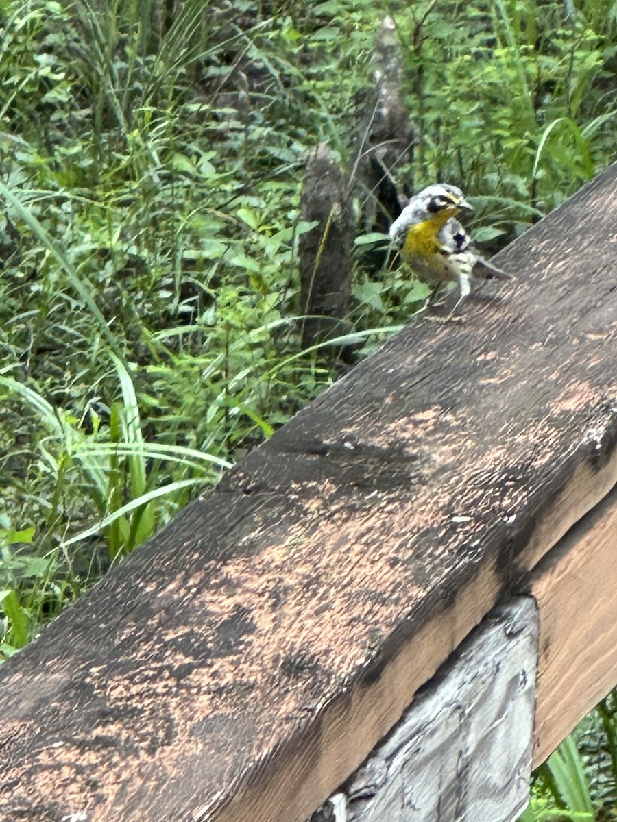 Yellow-throated Warbler - ML619529309