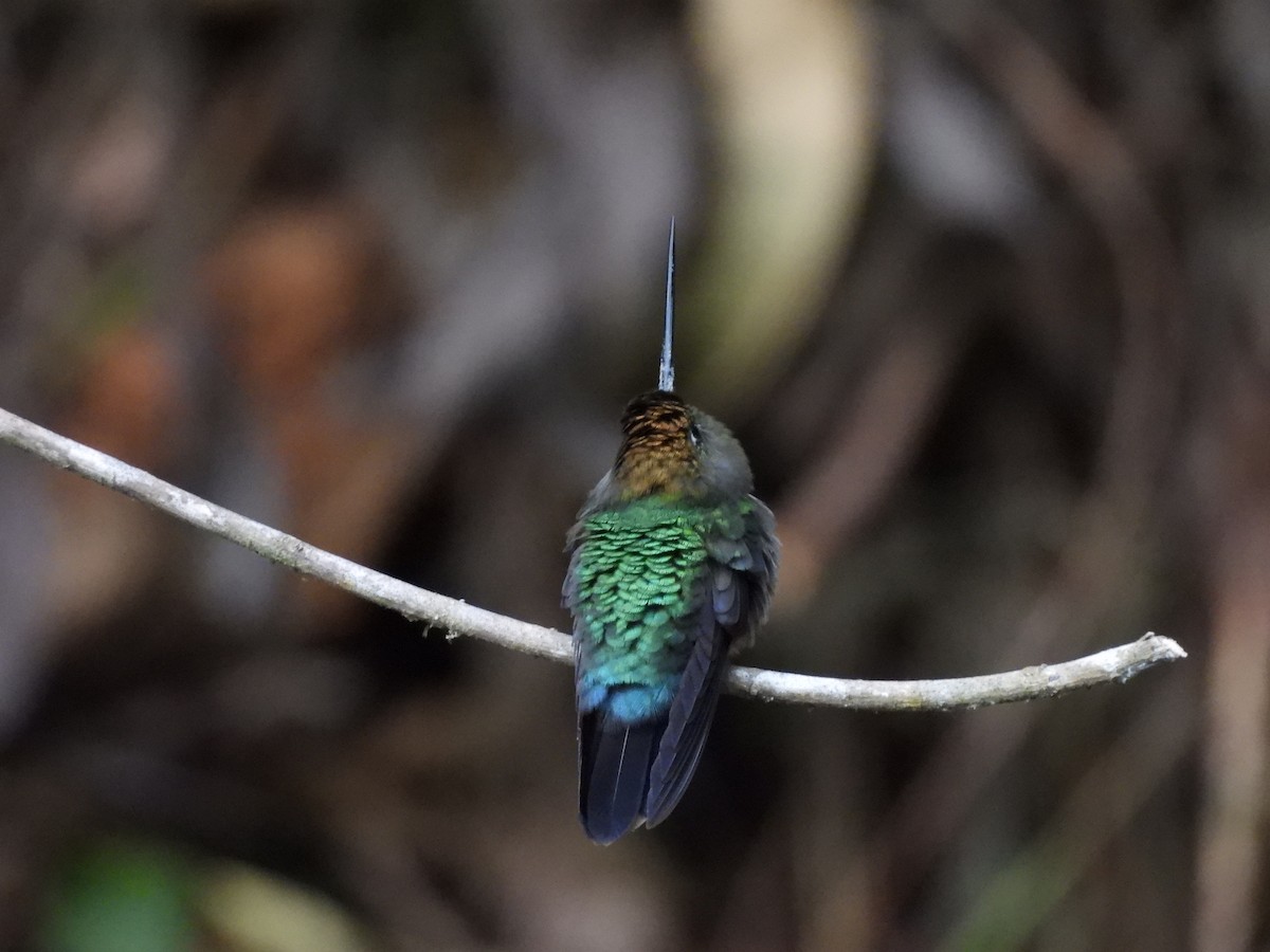 kolibřík zelenočelý - ML619529312