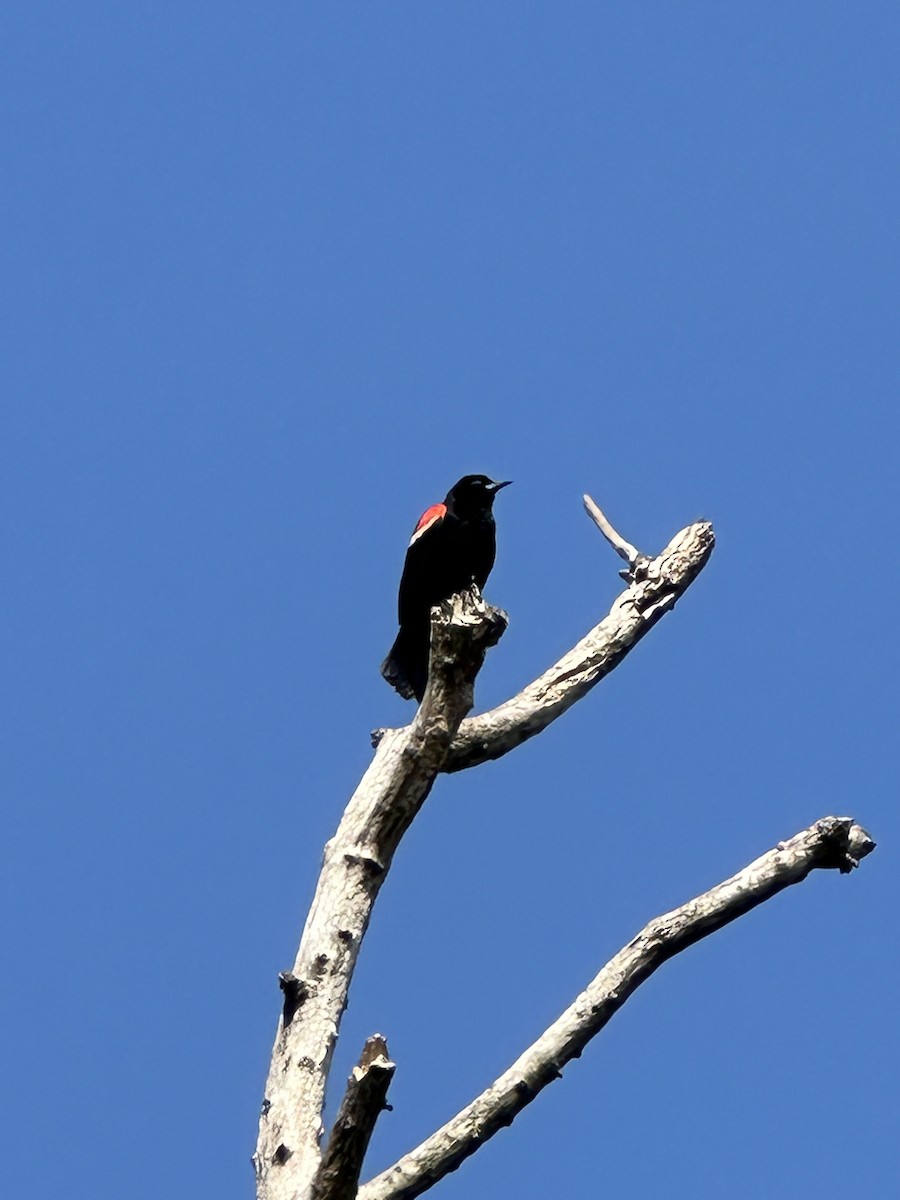 Red-winged Blackbird - ML619529327