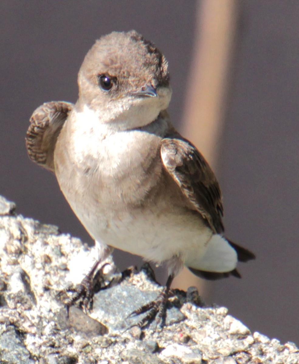 Northern Rough-winged Swallow - ML619529343
