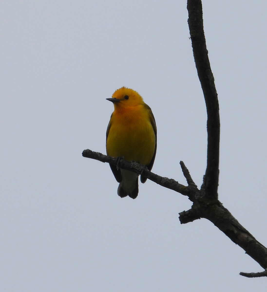 Prothonotary Warbler - ML619529354