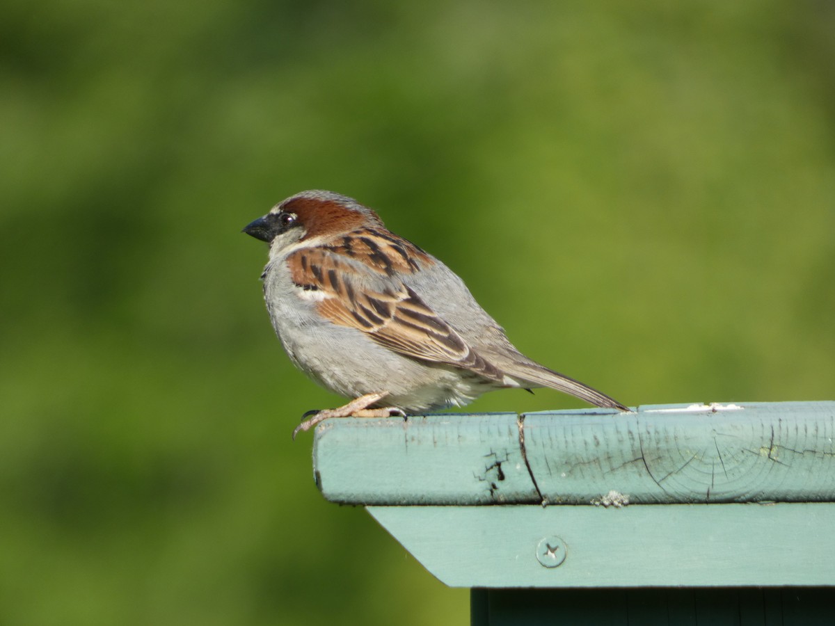 House Sparrow - ML619529364