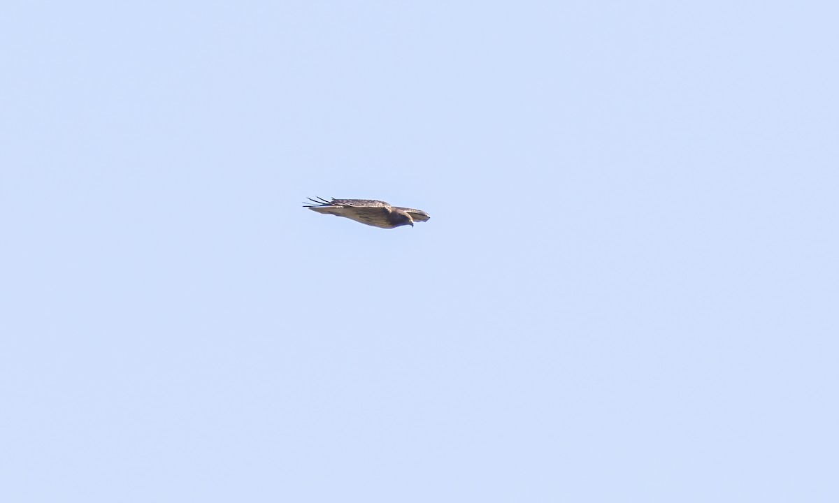 Red-tailed Hawk (calurus/alascensis) - ML619529371