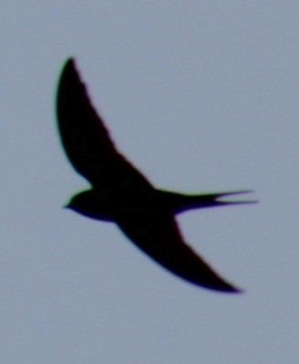 Barn Swallow (American) - ML619529393