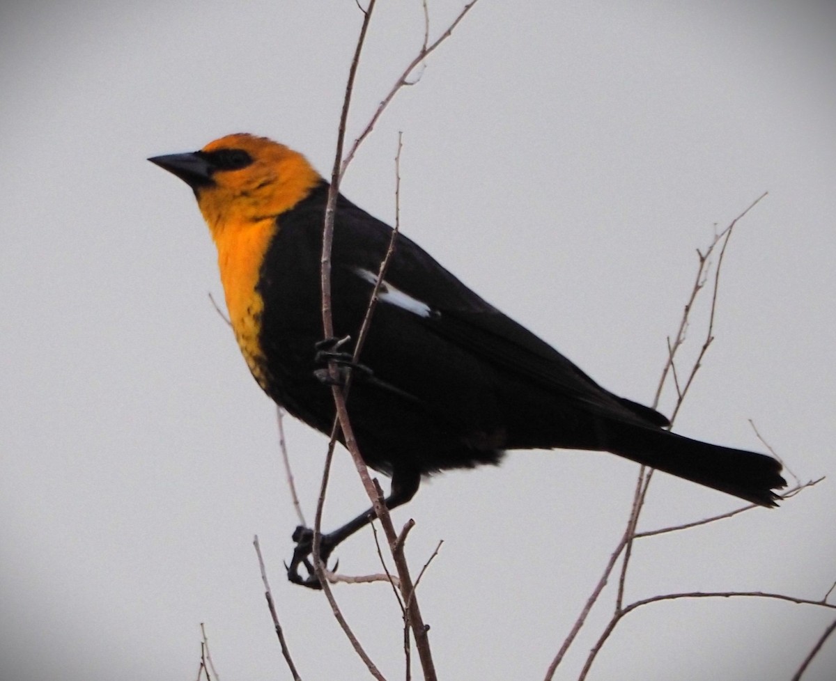 Yellow-headed Blackbird - ML619529395