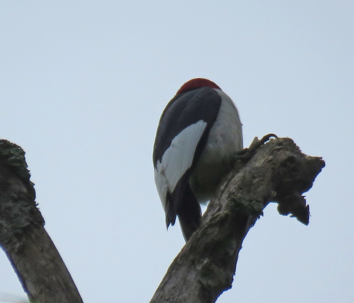 Red-headed Woodpecker - ML619529429