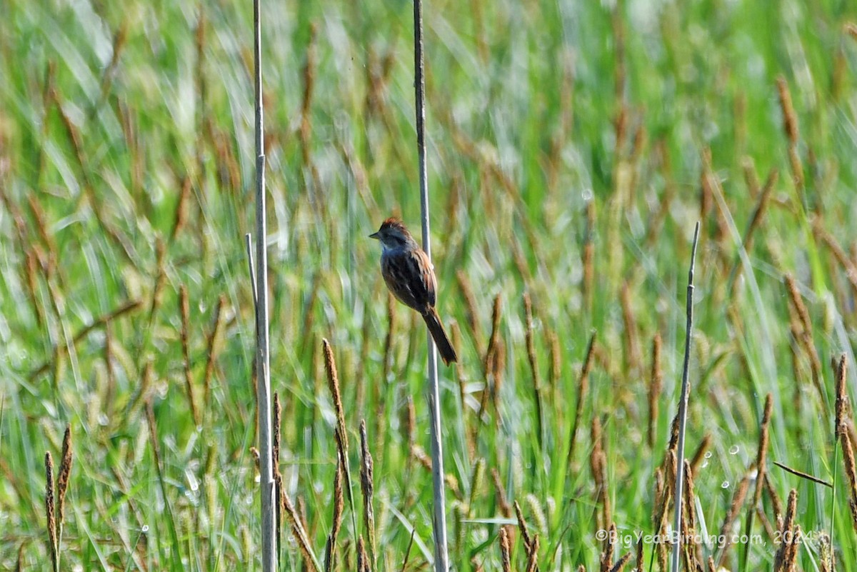 Swamp Sparrow - ML619529433