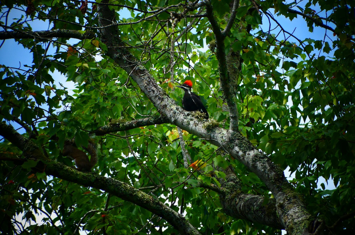 Pileated Woodpecker - ML619529490