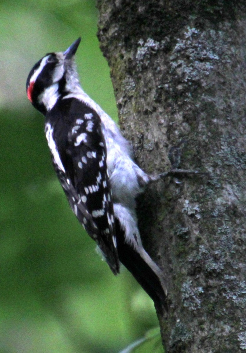 Hairy Woodpecker (Eastern) - ML619529494
