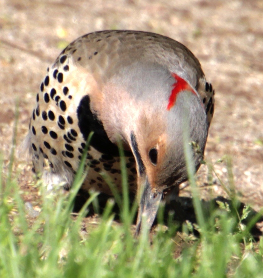 Northern Flicker (Yellow-shafted) - ML619529502