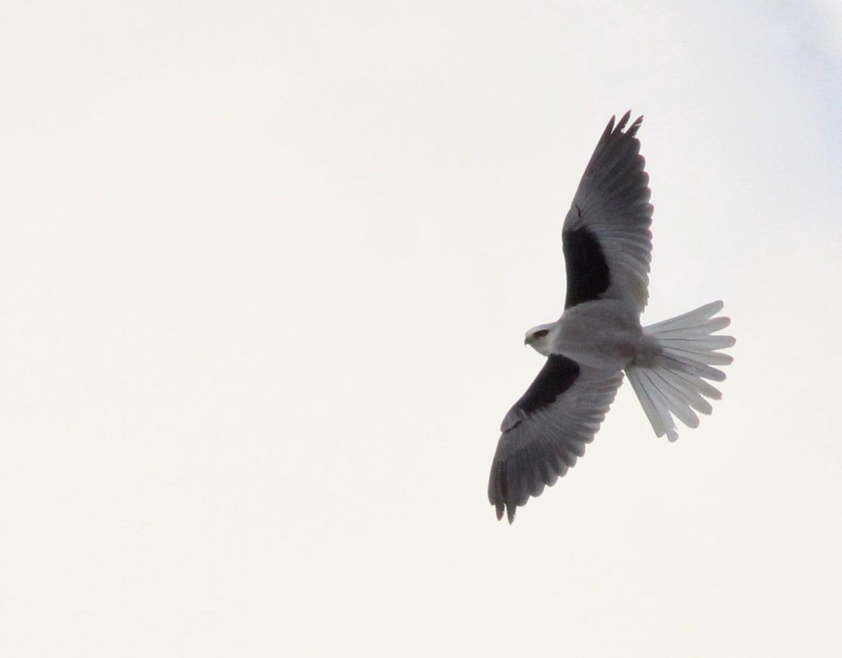 White-tailed Kite - ML619529505