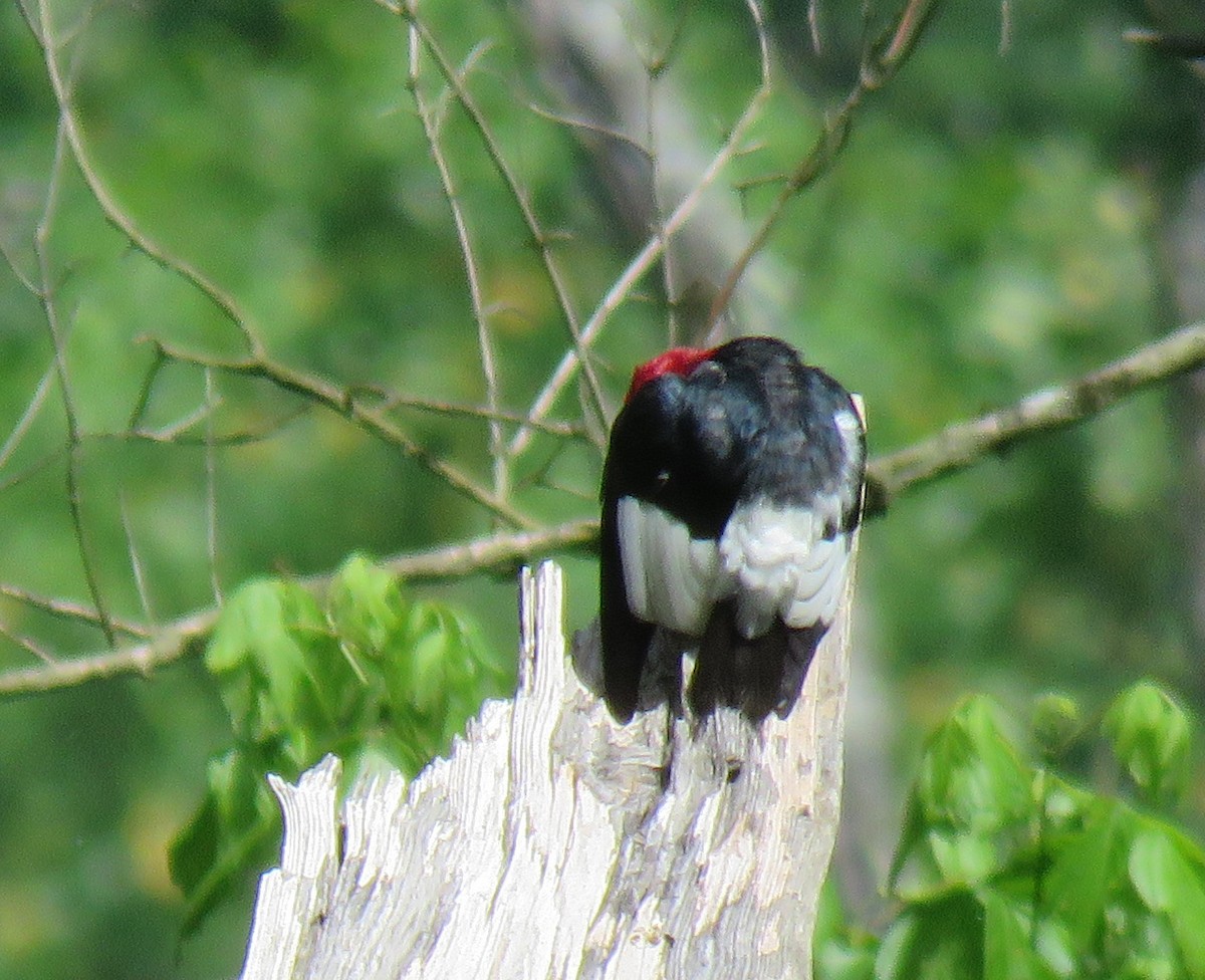 Red-headed Woodpecker - ML619529512