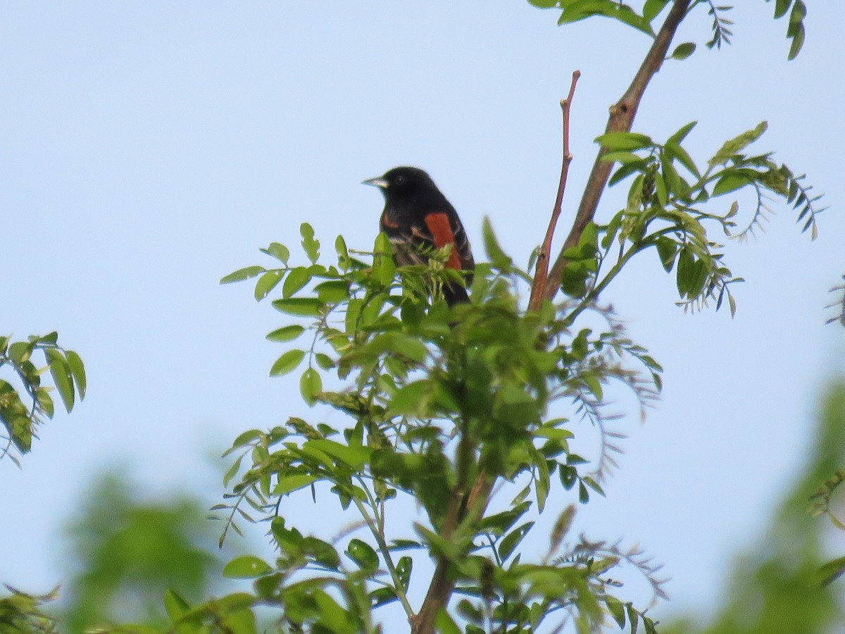 Orchard Oriole - ML619529542