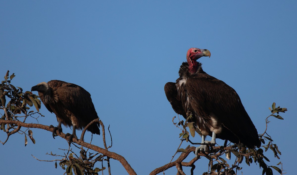 Lappet-faced Vulture - ML619529546