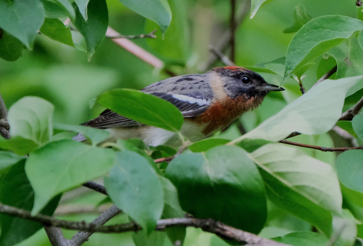 Bay-breasted Warbler - ML619529593