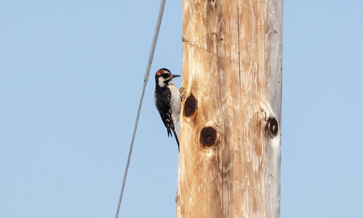Hairy Woodpecker (Pacific) - ML619529626