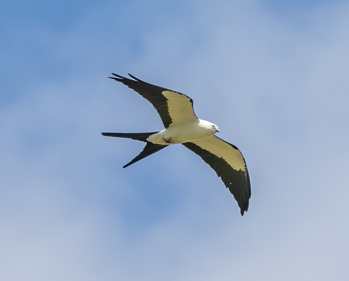 Swallow-tailed Kite - ML619529686