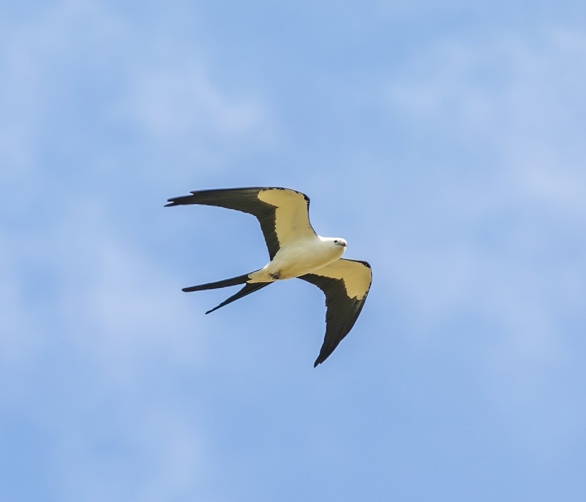 Swallow-tailed Kite - ML619529687