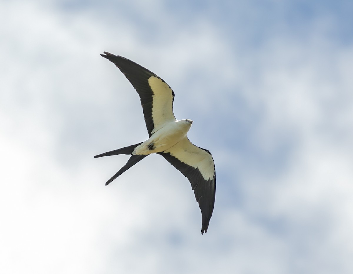 Swallow-tailed Kite - ML619529688