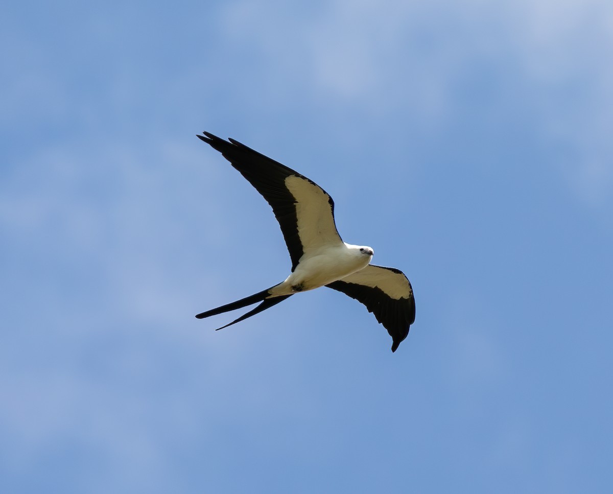 Swallow-tailed Kite - ML619529689