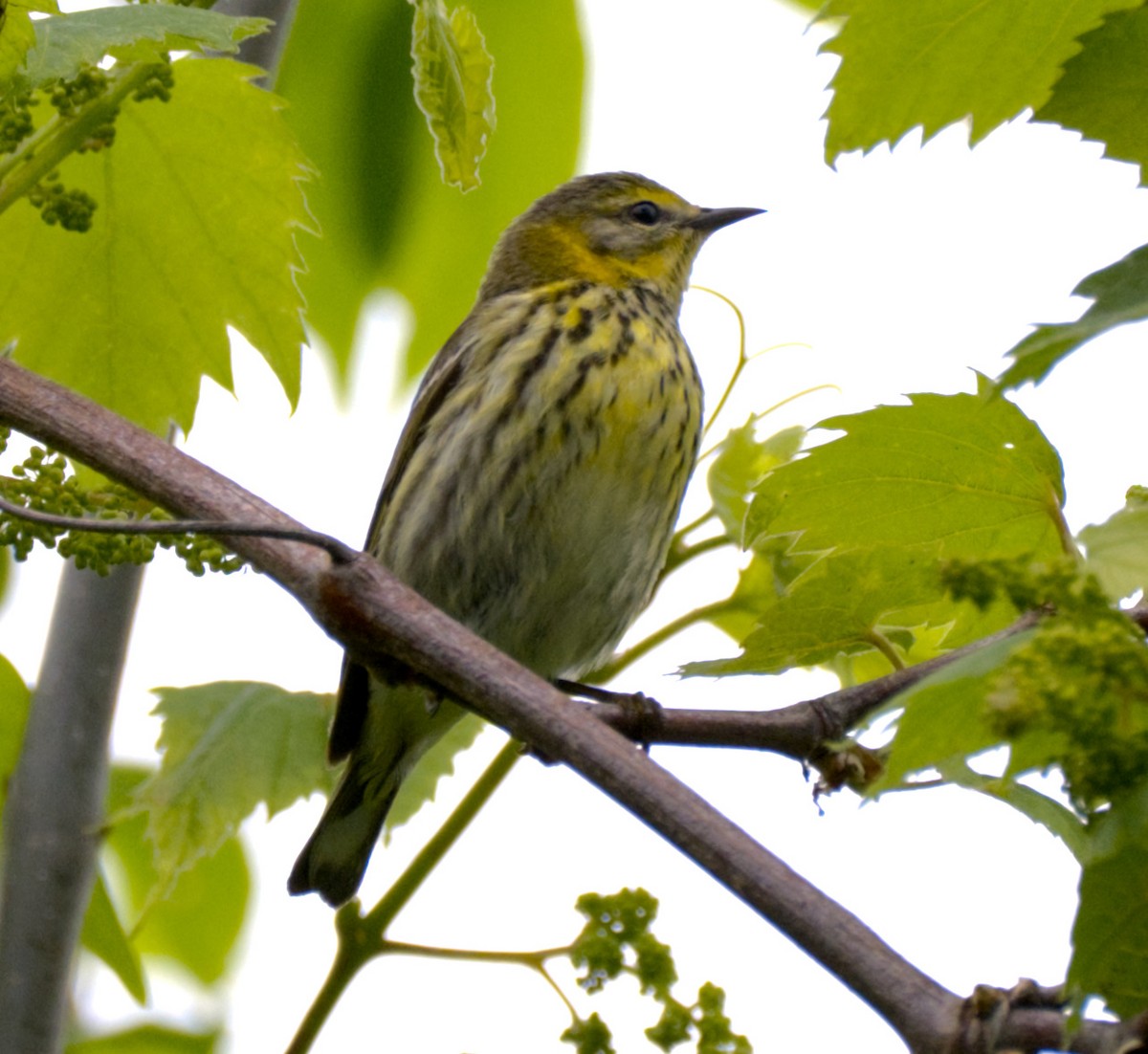 Cape May Warbler - ML619529694