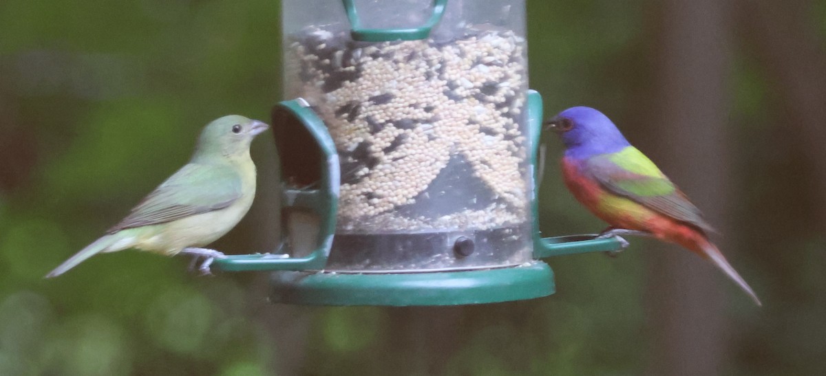 Painted Bunting - ML619529710