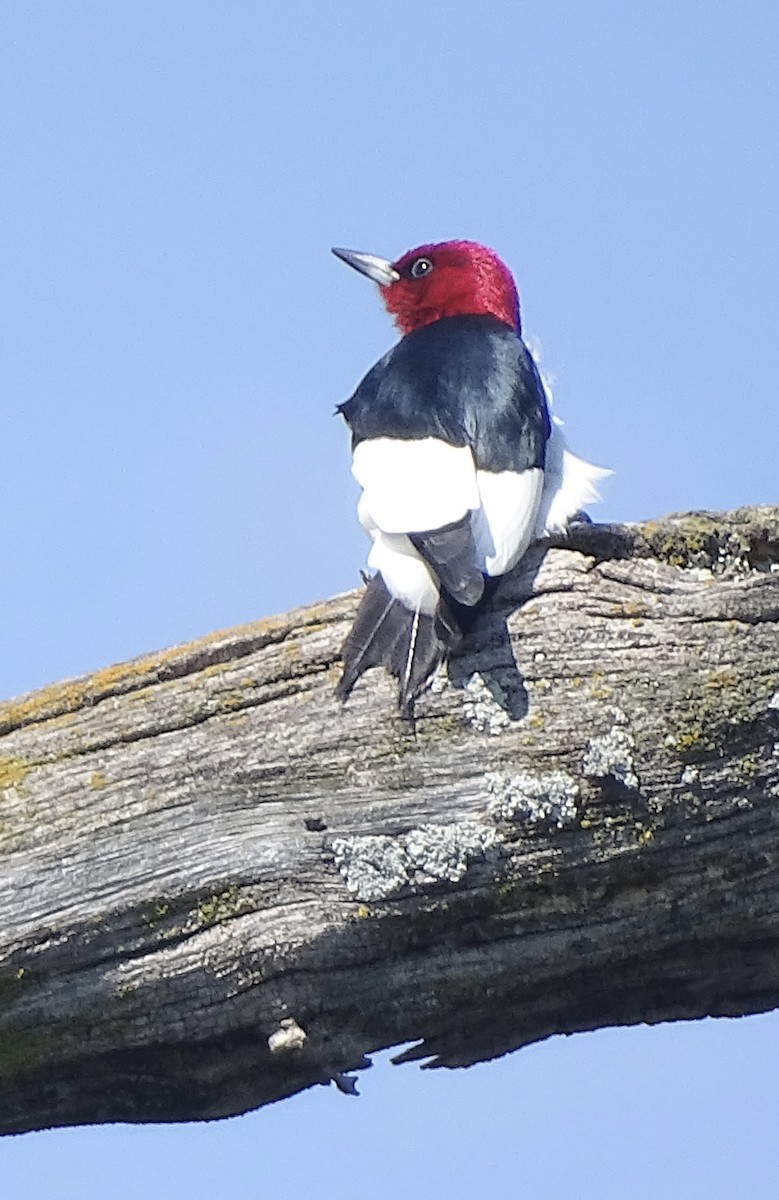 Red-headed Woodpecker - ML619529722