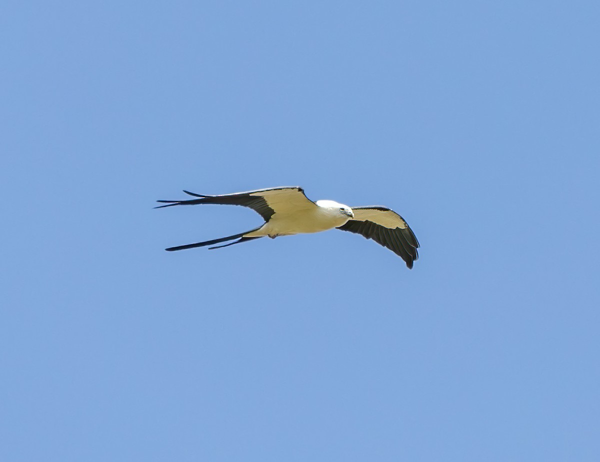 Swallow-tailed Kite - ML619529789