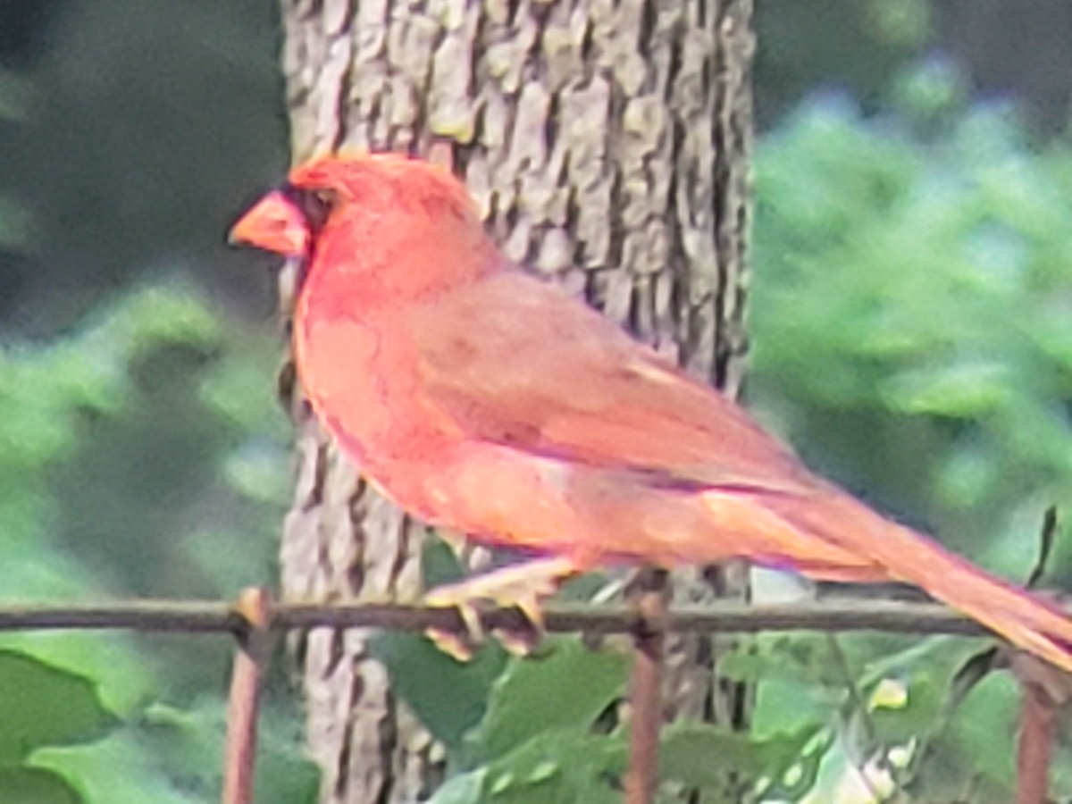 Cardinal rouge - ML619529793