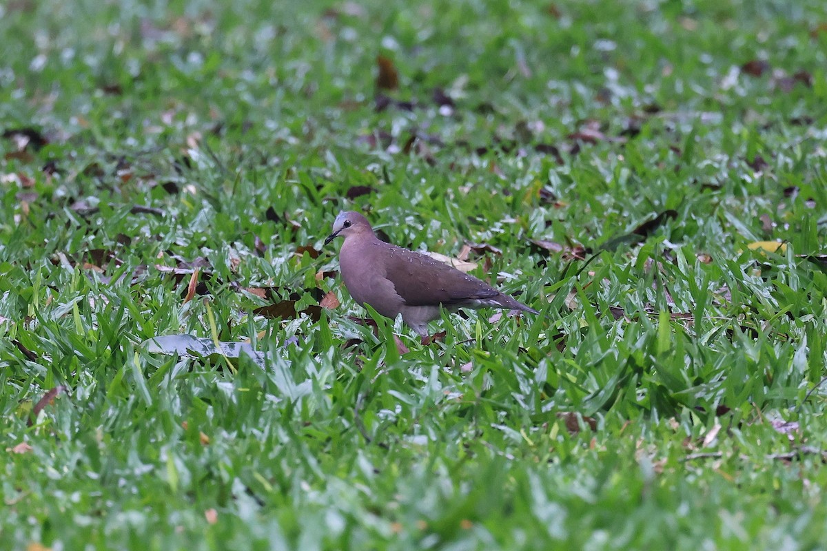Gray-fronted Dove - ML619529835