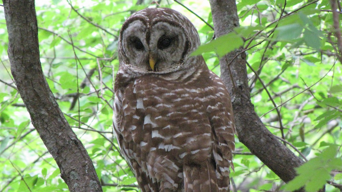 Barred Owl - ML619529838