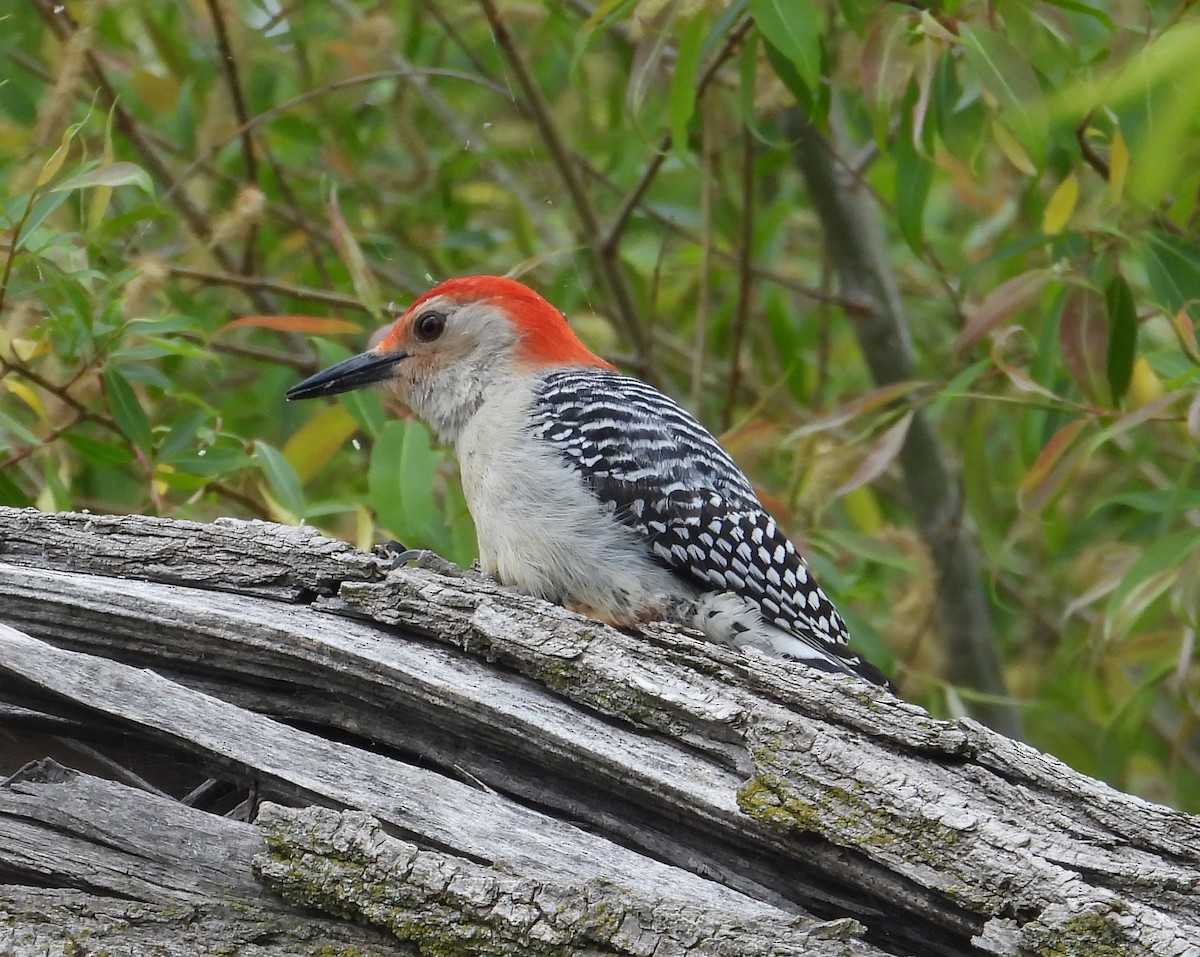 Red-bellied Woodpecker - ML619529851