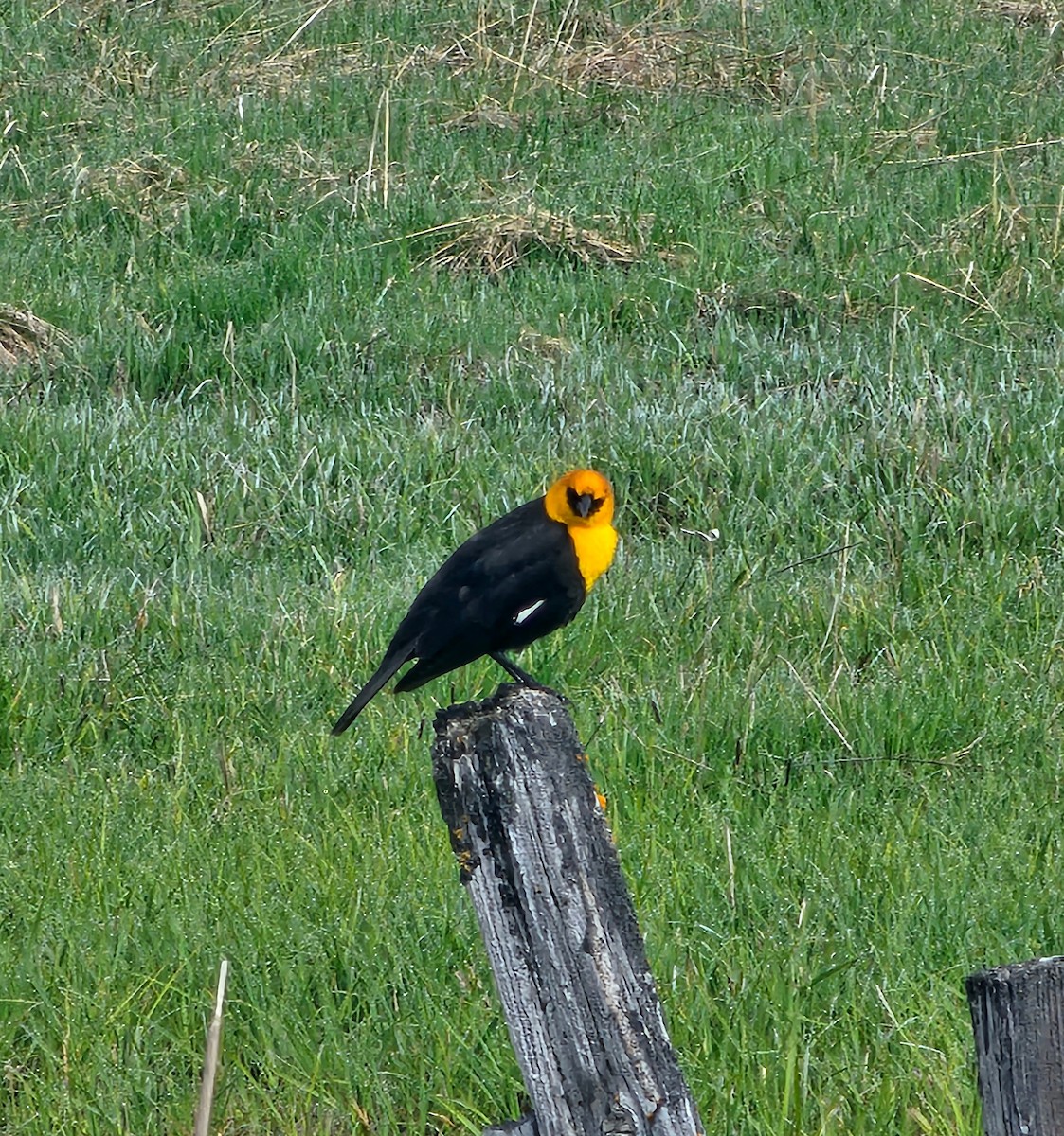Yellow-headed Blackbird - ML619529904