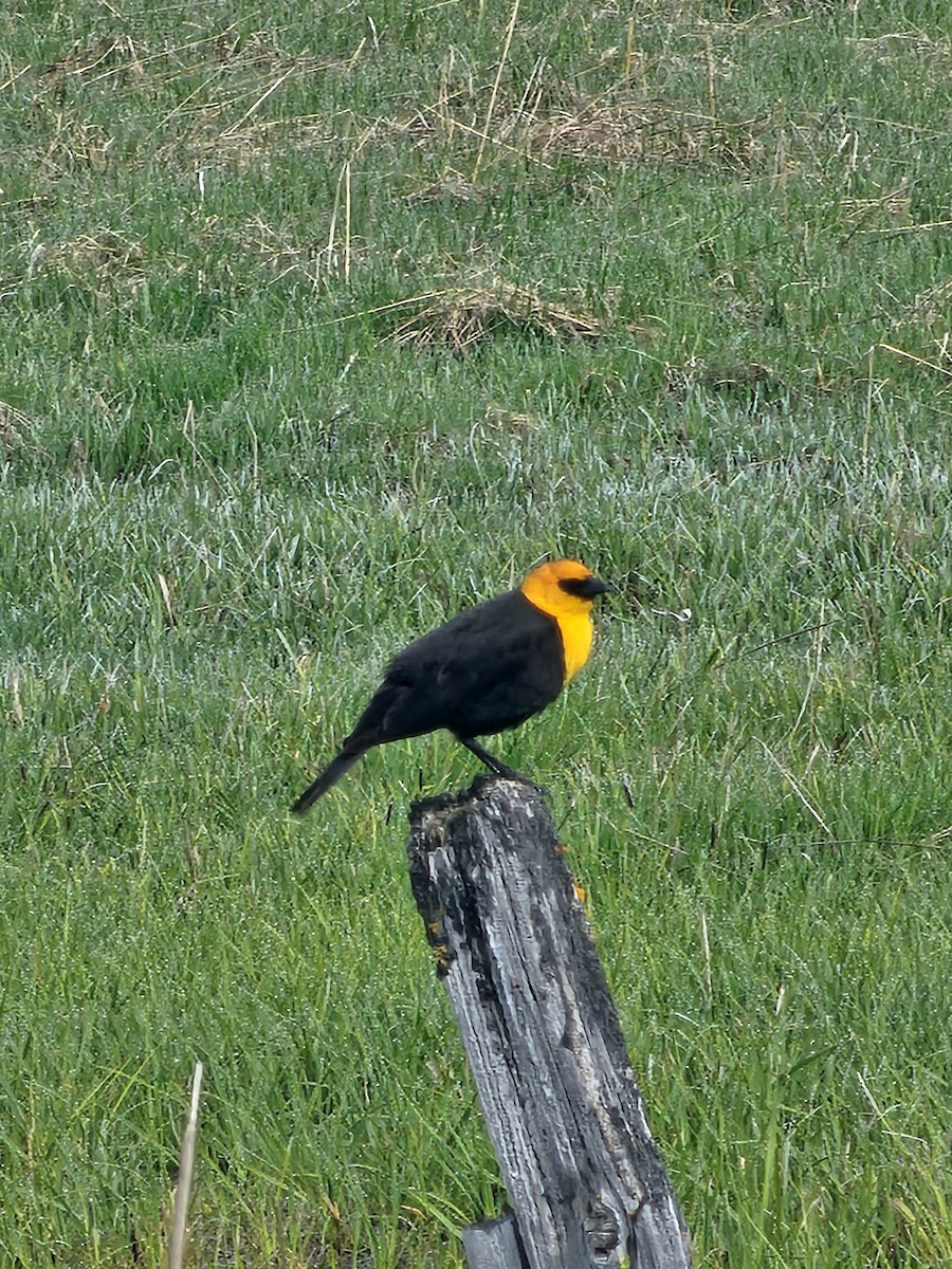 Yellow-headed Blackbird - ML619529907