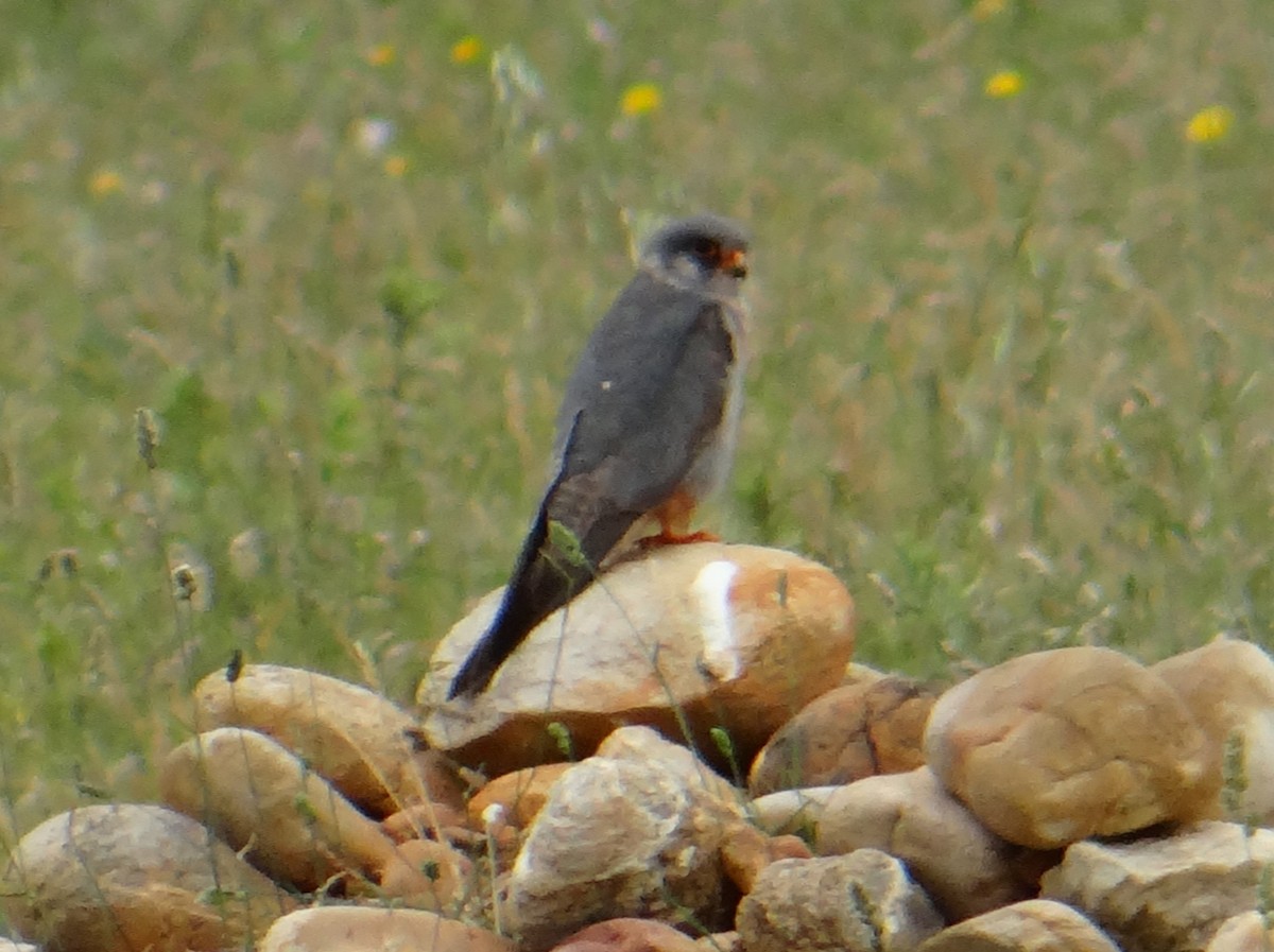 Red-footed Falcon - ML619529924