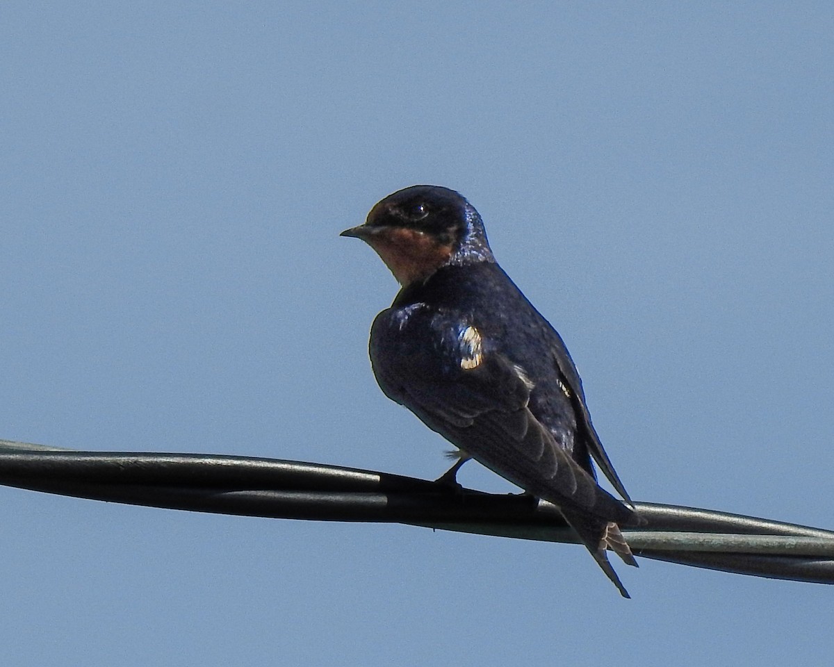 Barn Swallow - ML619529926