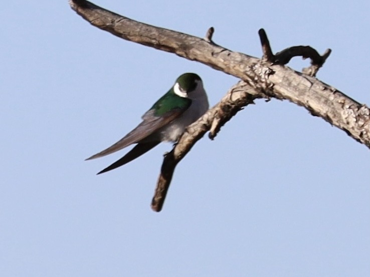 Violet-green Swallow - ML619529927