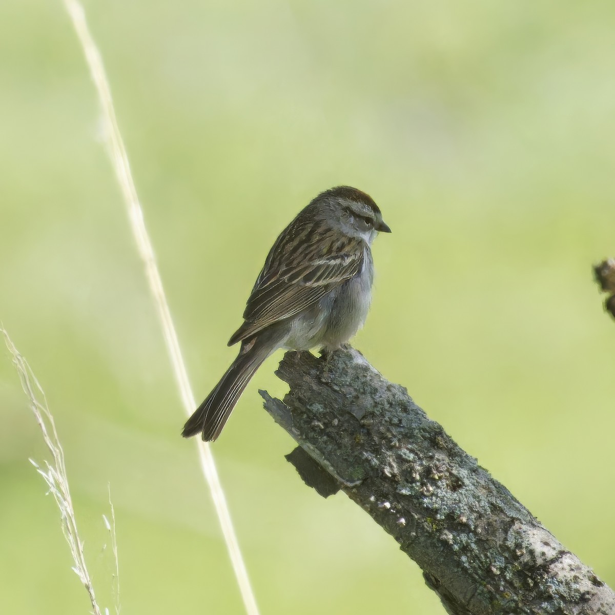 Chipping Sparrow - ML619529930