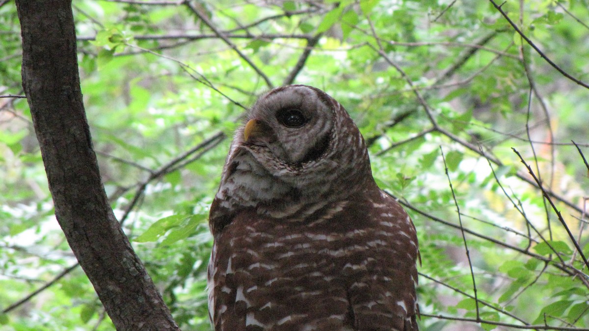 Barred Owl - ML619529934