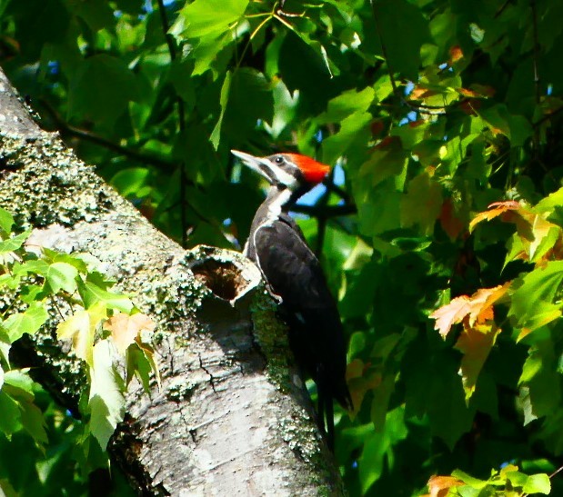 Pileated Woodpecker - ML619529950